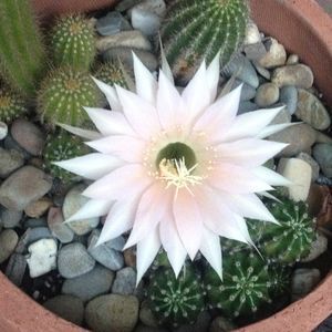 Meet your Posher, Janice